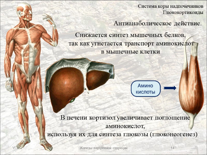 Антианаболическое действие.  Снижается синтез мышечных белков,  так как угнетается транспорт аминокислот 